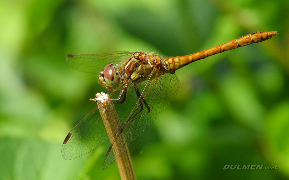 Moustached Darter (Male, Sympetrum vulgatum)